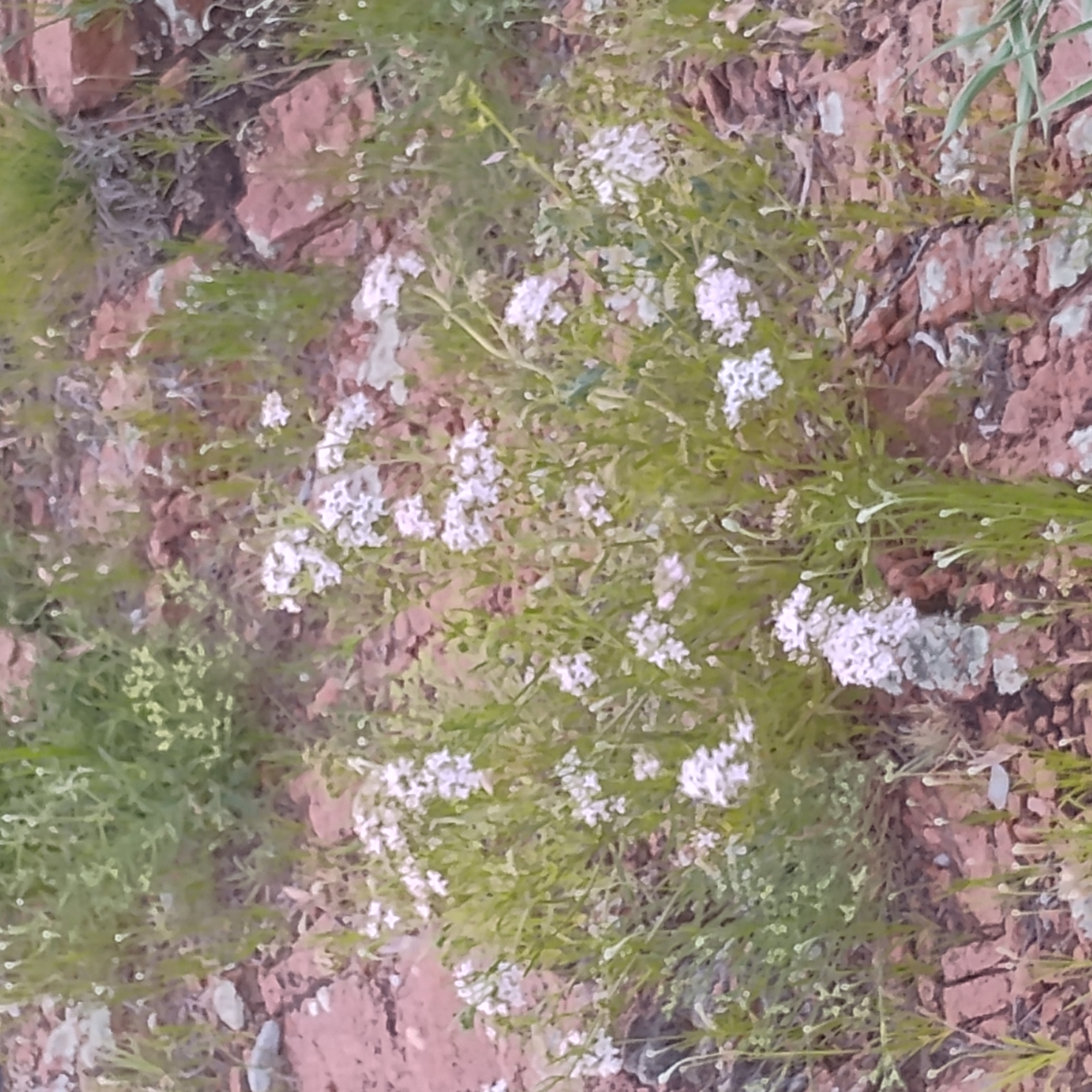 Nicole Willow-banner