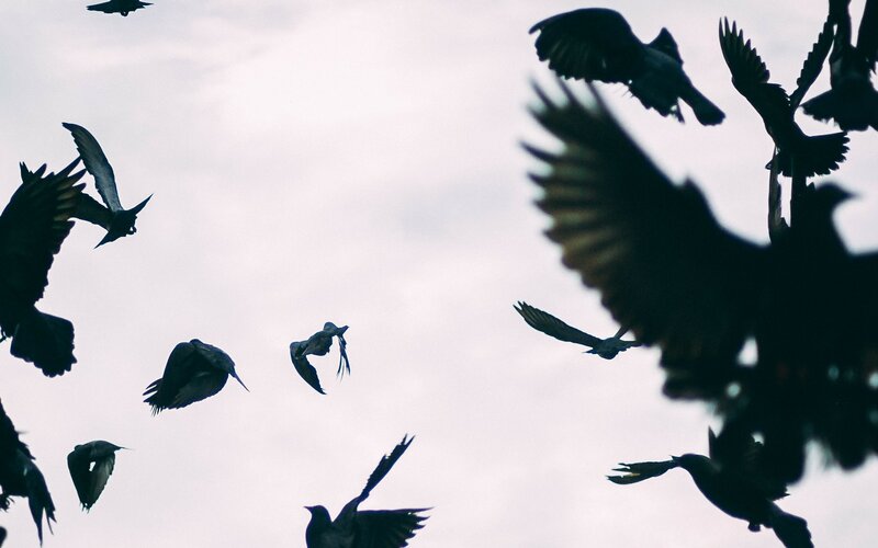 The dark Poet-banner